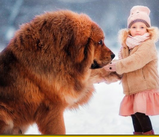 18 фотографій тибетських мастифів - кошлаті КамАЗи у світі собак