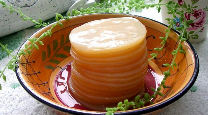 Чайний гриб — як виростити з нуля в домашніх умовах