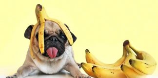 Чому краще не викидати шкірку від банана: 10 корисних порад
