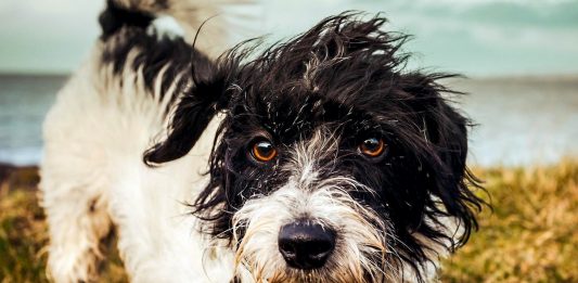 "Все почалося з того, что на смітнику з'явився безпритульний пес" - історія справжнього дива