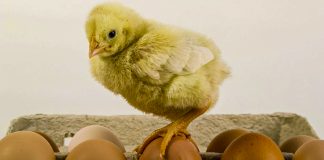Лікувальна сила звичайного яйця — рецепти народної медицини