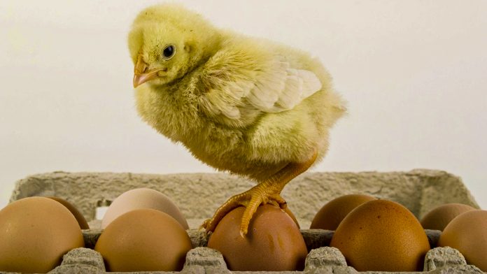 Лікувальна сила звичайного яйця — рецепти народної медицини