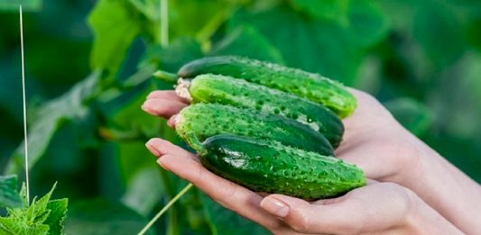 Секрети шикарного врожаю огірків — шпаргалка на літо
