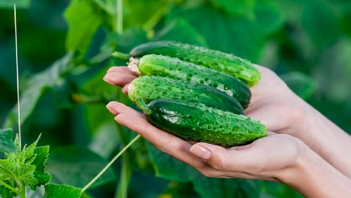 Секрети шикарного врожаю огірків — шпаргалка на літо