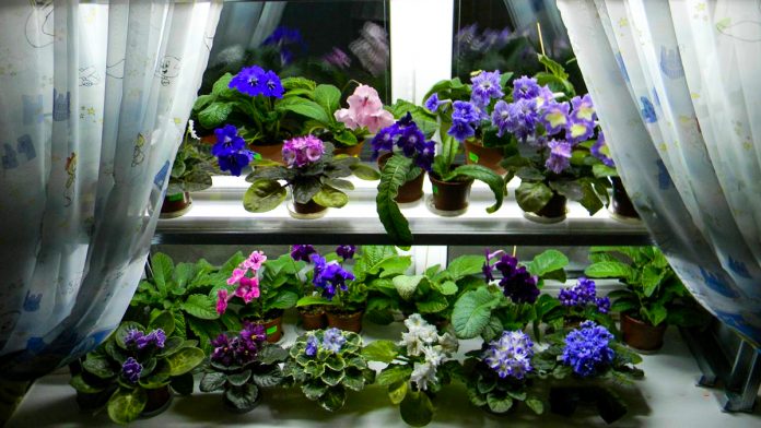 Домашнє добриво для фіалок — квітучий сад на вікні протягом року