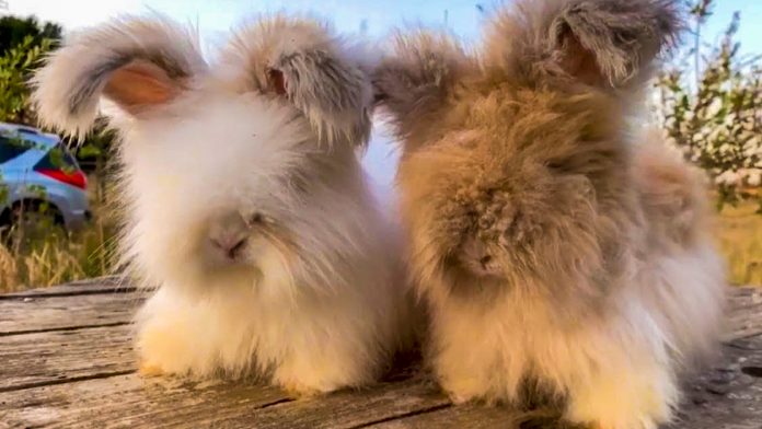 Плюшеві французькі кролики — фото і відео для тих, хто зажурився