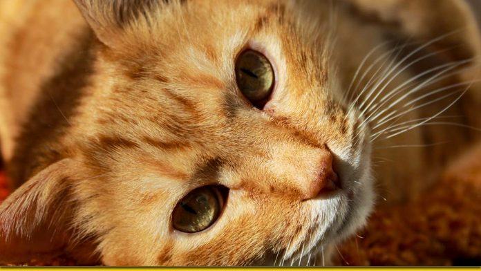 Кішка — діагност Карми та знак добробуту - є така думка