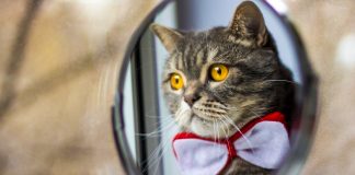 Чому кіт не бачить себе в дзеркалі — або як насправді коти дивляться на світ