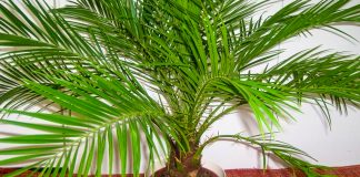 Фінікова пальма з кісточки — проста інструкція для любителів пишної зелені
