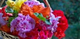 Народна хитрість для буйства квітів — найкраще підживлення