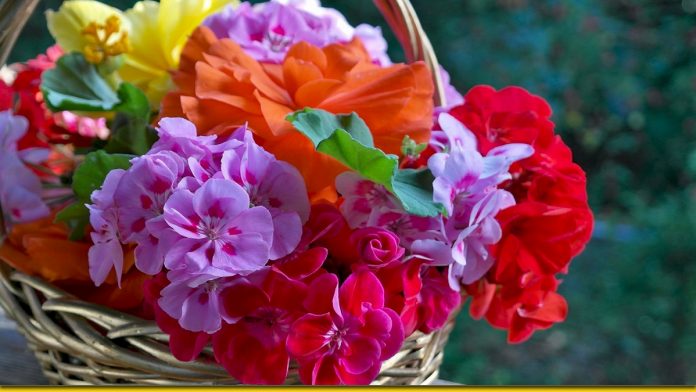 Народна хитрість для буйства квітів — найкраще підживлення
