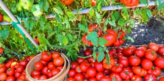 Секрети сумісності овочів на грядці — запорука прекрасного врожаю
