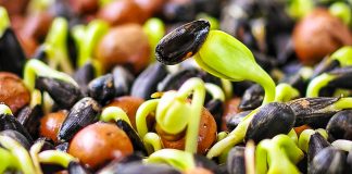 Натуральні стимулятори росту насіння — запорука багатого врожаю
