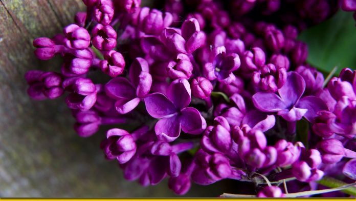 Цілющий бузковий цвіт — дивовижні рецепти народної медицини