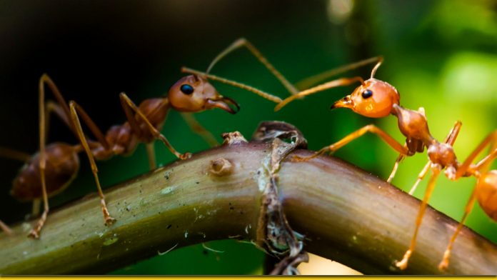 Народний рецепт від мурах в будинку — непрохані гості підуть назавжди