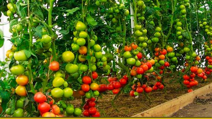 Кілька секретів для шикарного врожаю томатів — два відра з куща