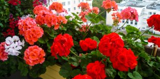 Правила обрізки герані — щоб королева цвіла круглий рік