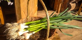 Часниковий щит від мікробів — чому він повинен бути у кожного на столі