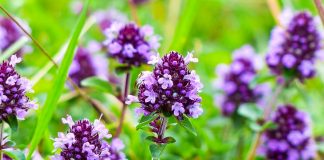 Чебрець — потужна приправа від 1000 болячок. Народні рецепти