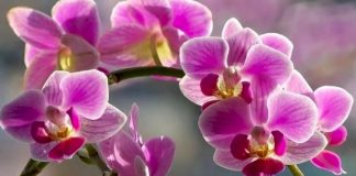 Домашнє добриво для орхідеї — щоб заморська гостя цвіла увесь рік