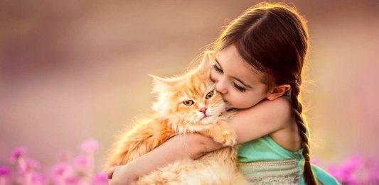 Котячий компрес — куди прикласти котика, щоб все пройшло