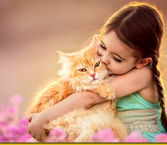 Котячий компрес — куди прикласти котика, щоб все пройшло
