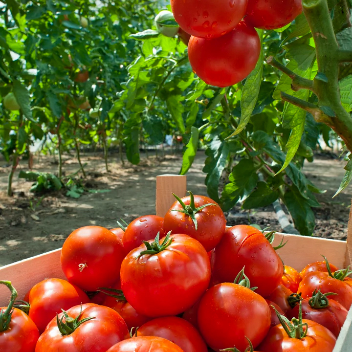 Як підгодувати помідори та огірки