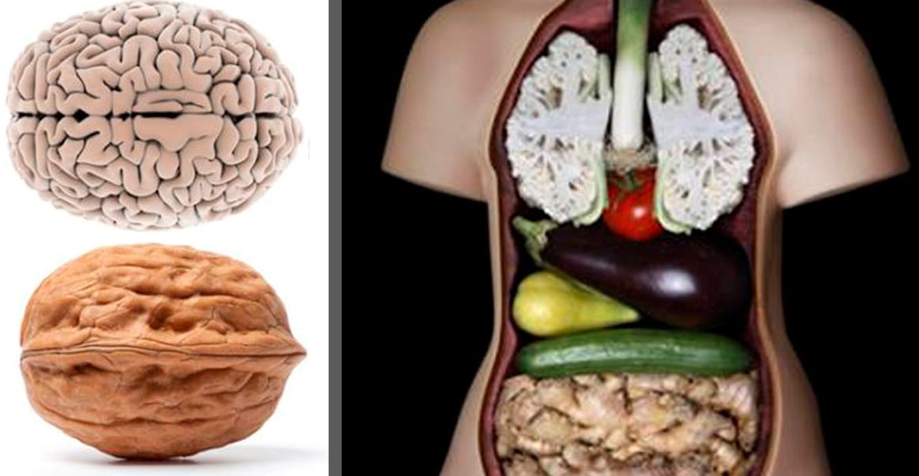 Орех похожий на мозг. Человеческий мозг и грецкий орех. Орехи и органы человека. Мозг человека и орех. Грецкий орех и мозг человека.