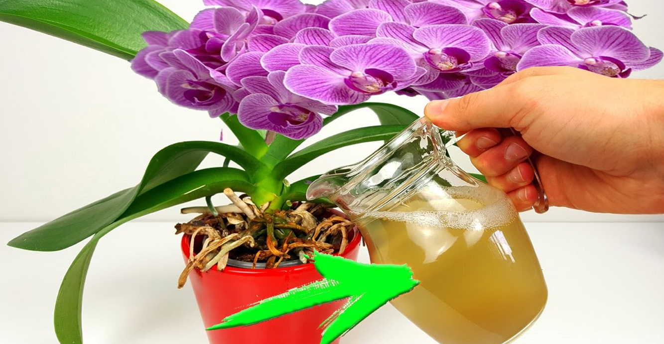 Як забезпечити пишне цвітіння орхідеї: