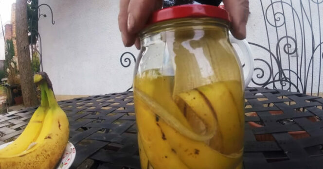 Banana Peel Is a Perfect Ingredient to Make a DIY Potted Plant Fertilizer
