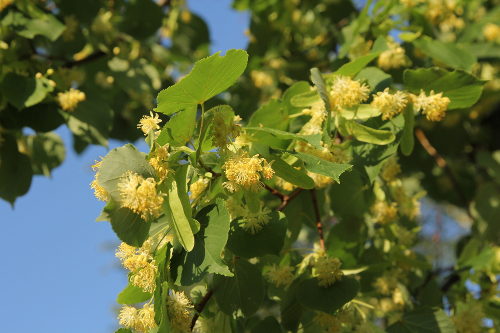 4 Trees That Have Leaves You Can Eat