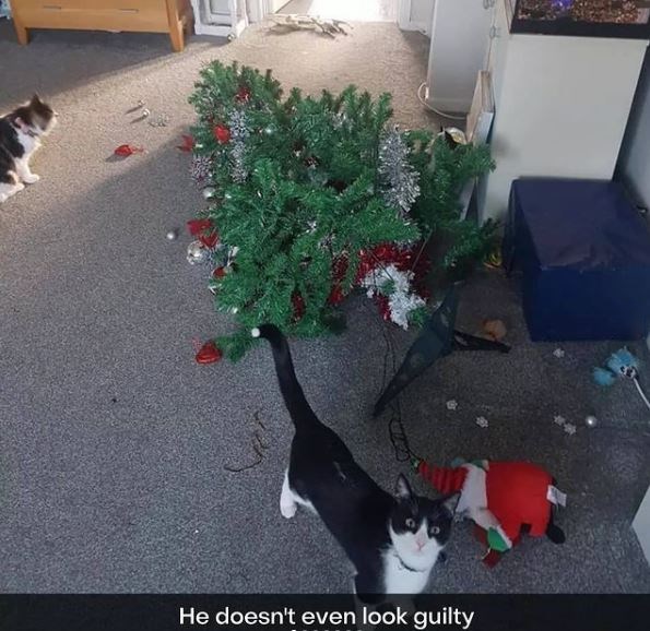 Christmas tree - Vertebrate - He doesn't even look guilty