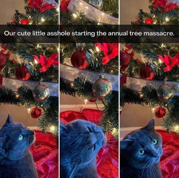 Christmas tree - Blue - Our cute little asshole starting the annual tree massacre.
