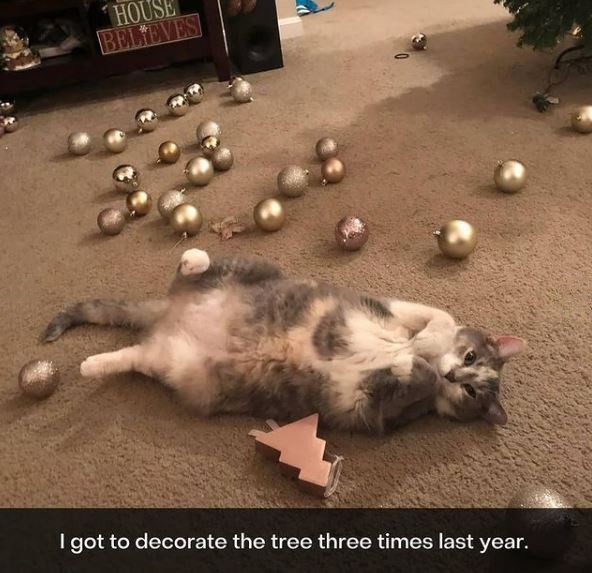Christmas tree - Small to medium-sized cats - HOUSE BELIEVES I got to decorate the tree three times last year.