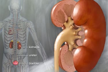 webmd_rm_photo_of_kidney_diagram.jpg?resize=375px:250px&output-quality=50