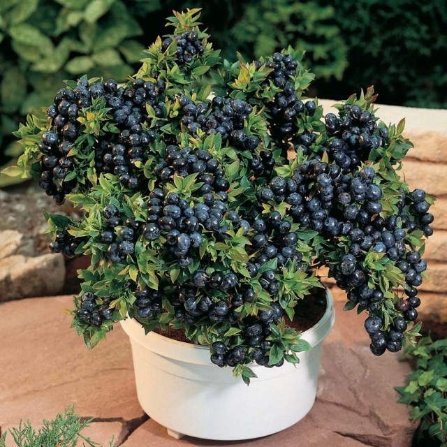 6 Hints How to Grow Your Blueberry в Home. It’s Much Easier Than You Think