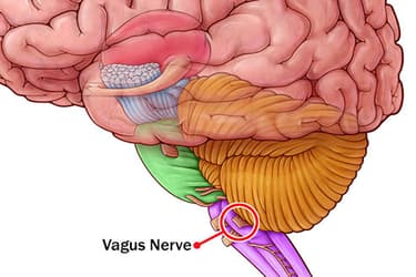 493ss_sciencesource_rm_vagus_nerve.jpg?resize=375px:250px&output-quality=50