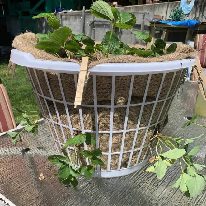 A Fantastic Patent for Planting Strawberries. All You Need Is a Plastic Laundry Basket