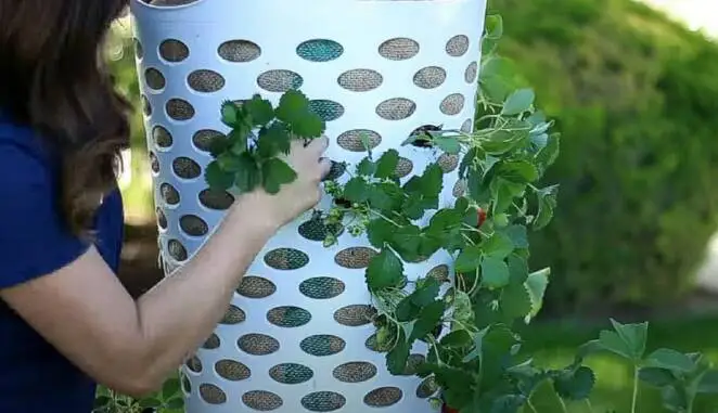 A Fantastic Patent for Planting Strawberries. All You Need Is a Plastic Laundry Basket