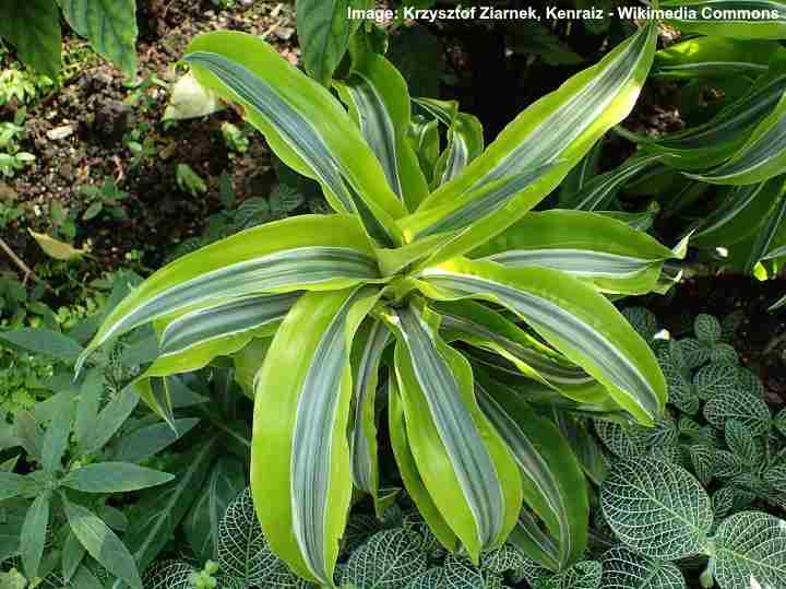 Dracaena fragrans 'Limelight'