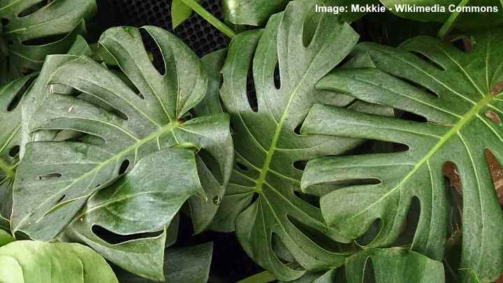 monstera deliciosa швейцарський сирний завод