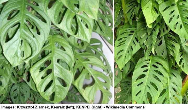 monstera adansonii догляд