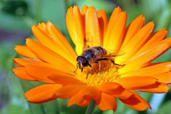 20 рослин, за які бджоли будуть вдячні, якщо вони будуть у вас у вашому саду