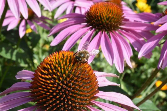20 рослин, за які бджоли будуть вдячні, якщо вони будуть у вас у вашому саду