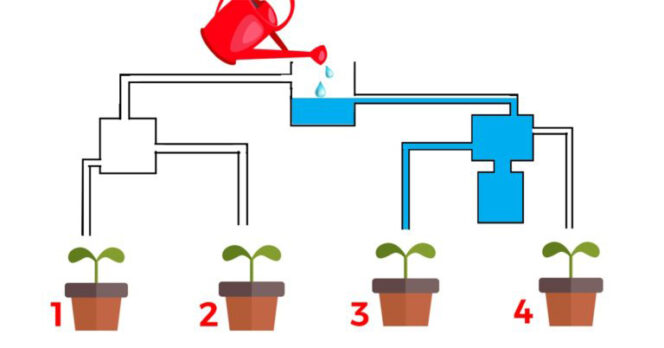 Яку рослину поливають першою? 80% людей дають неправильну відповідь!
