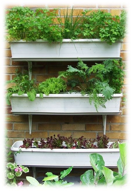 10 овочів, які можна виростити на своєму балконі. Створіть власний маленький город