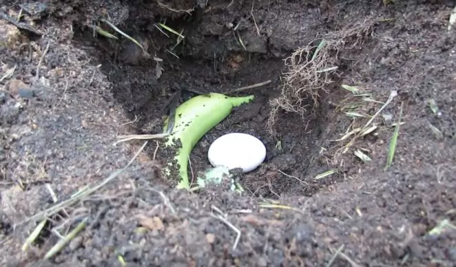 Хитра хитрість садівників: вони закопують цілі яйця та банани в землю