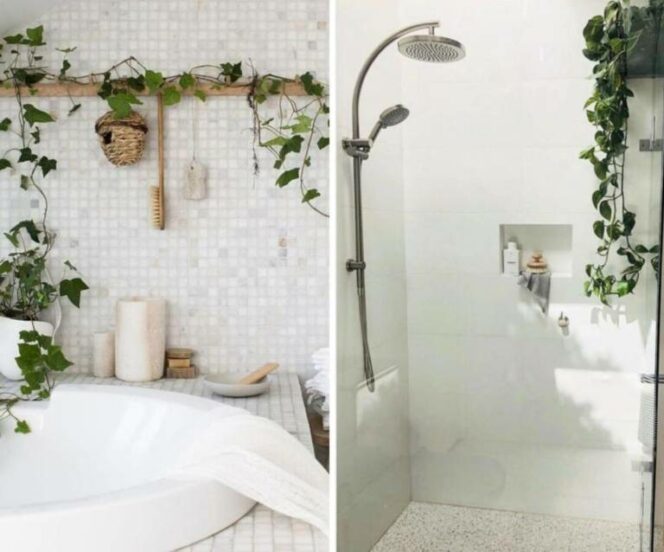 Які рослини можна вибрати для ванної без вікон? Ми знаємо кількох ідеальних кандидатів!