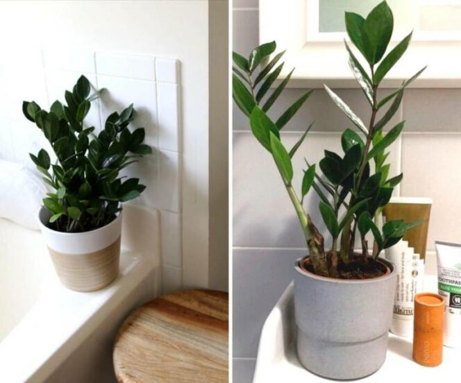Які рослини можна вибрати для ванної без вікон? Ми знаємо кількох ідеальних кандидатів!