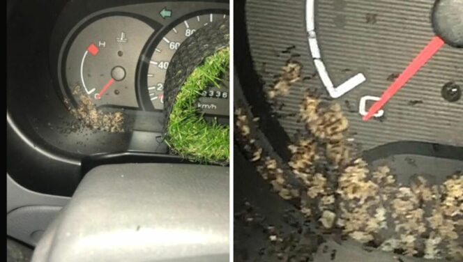 Як позбутися мурах у вашому автомобілі – зробіть це один раз, але добре!